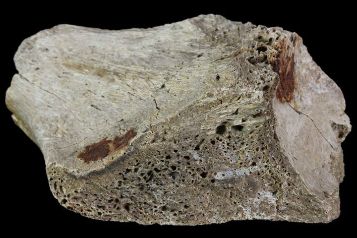 Triceratops Frill Shield Section - North Dakota #83037
